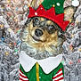 animal, canine, christmas, christmas_hat, costume, cute, dog, elf, festive, forest, green, holiday, lights, outdoor, pet, red_and_white, seasonal, snow, trees, winter