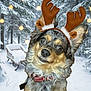 animal, canine, christmas, collar, cute, dog, festive, forest, holiday, lights, nature, outdoor, pet, portrait, reindeer_antlers, season, sleigh, snow, trees, winter