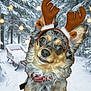 animal, christmas, collar, cute, dog, ears, festive, forest, fur, holiday, lights, nature, outdoor, pet, reindeer_antlers, seasonal, sled, snow, snowy, winter