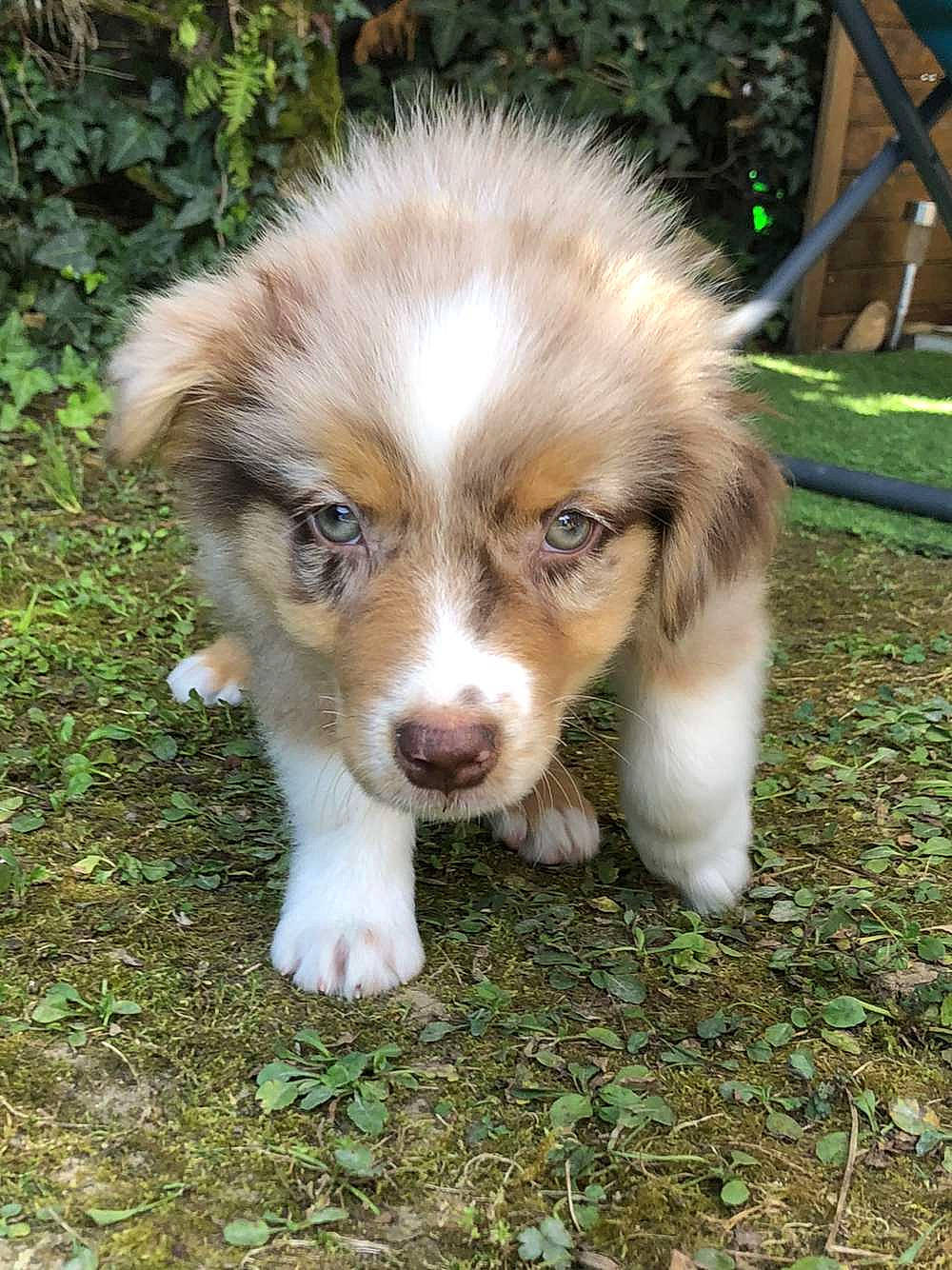 Unjoy participe au concours pour gagner de l'argent avec cette photo : ancient_dog_breeds, canidae, canis, carnivore, companion_dog, dog, dog_breed, fawn, fur, grass, plant, snout, sporting_group, terrestrial_animal, whiskers, wildlife, working_dog