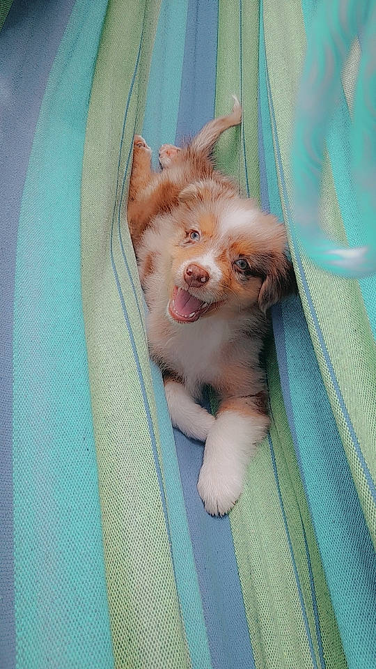 Unjoy a rejoint le concours — aidez-le/la à gagner de superbes lots ! baby_products, canidae, carnivore, companion_dog, dog, dog_breed, dog_clothes, dog_supply, fawn, fur, linens, non_sporting_group, small_terrier, snout, sporting_group, stuffed_toy, terrier, toy_dog, whiskers, working_animal