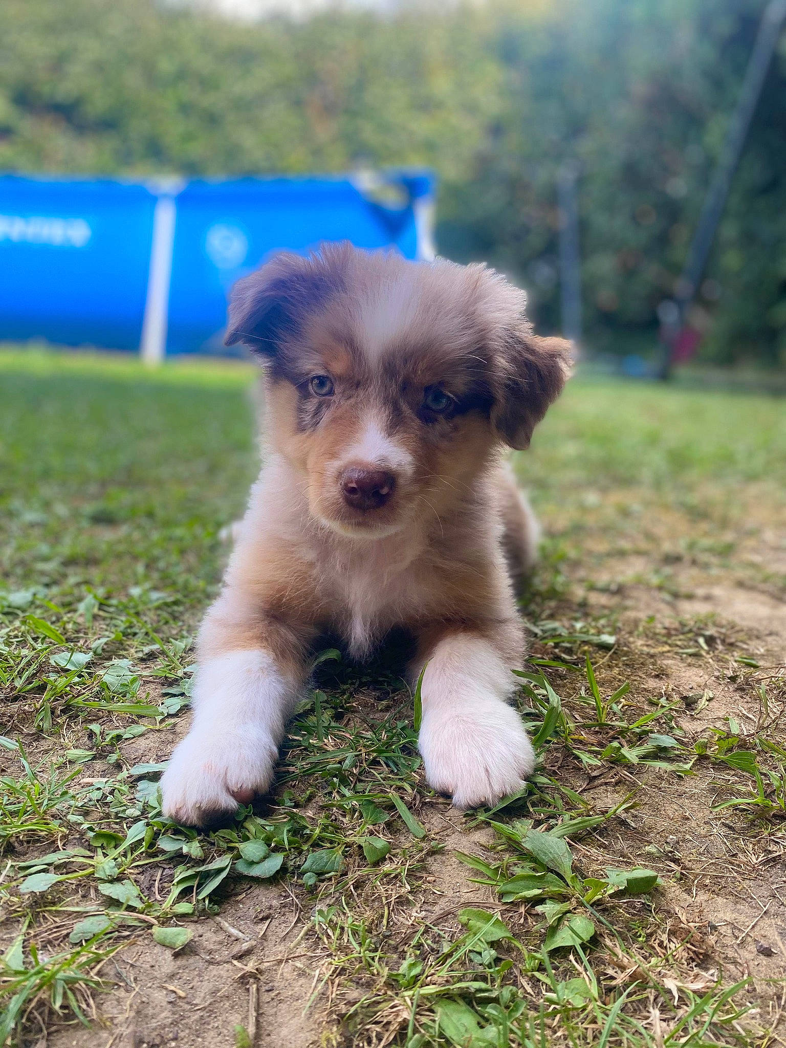 Unjoy participe au concours pour gagner de l'argent avec cette photo : canidae, carnivore, companion_dog, dog, dog_agility, dog_breed, fawn, grass, grassland, plant, puppy, soil, sporting_group, tail, terrestrial_animal, tree, whiskers, working_dog