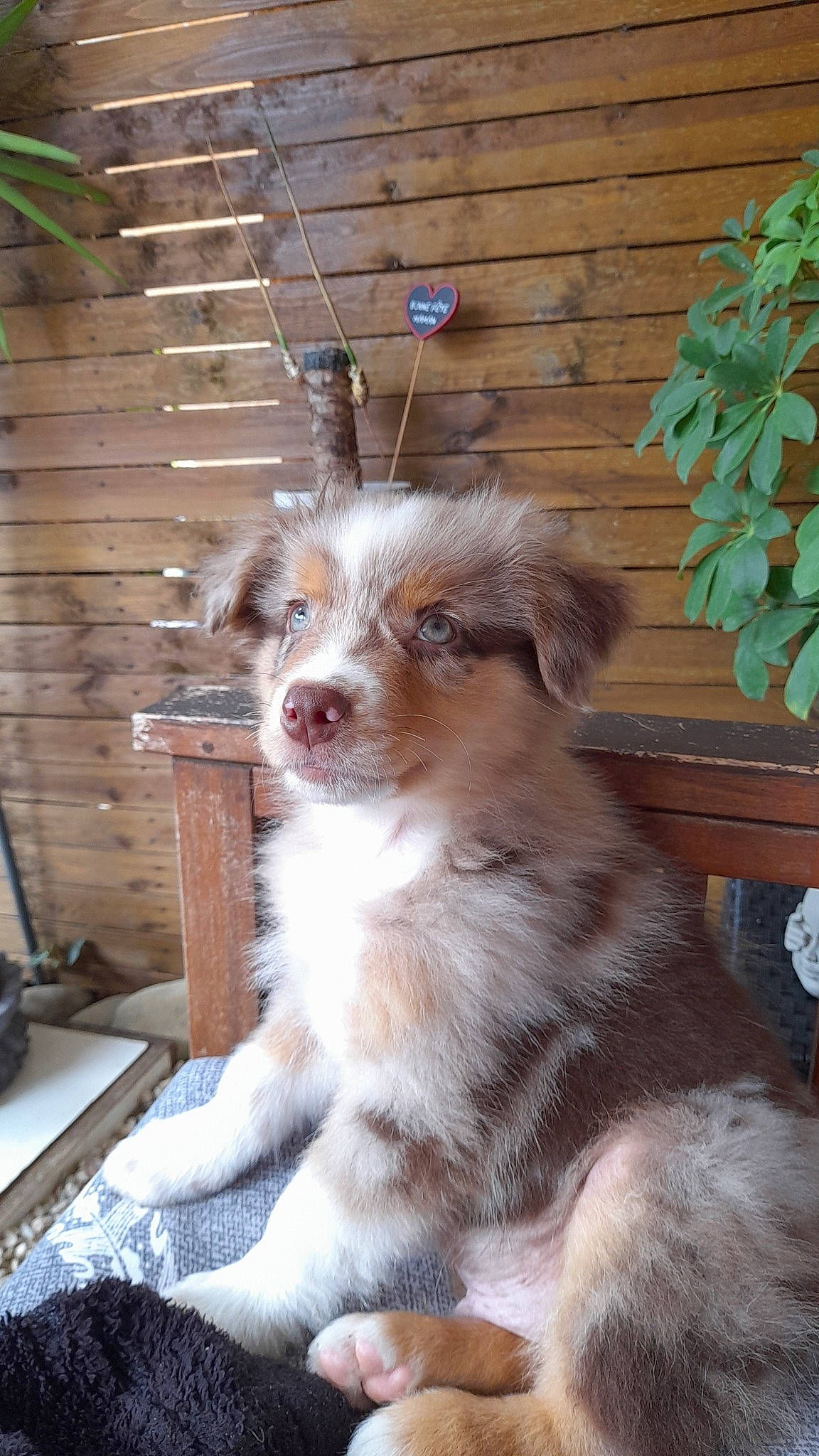 Unjoy a rejoint le concours — aidez-le/la à gagner de superbes lots ! australian_collie, border_collie, canidae, carnivore, companion_dog, dog, dog_breed, door, fawn, fur, herding_dog, miniature_australian_shepherd, plant, snout, sporting_group, terrestrial_animal, toy_dog, whiskers, wood, working_dog