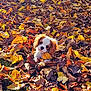 animal, autumn, brown, colorful, curious, cute, dog, fall, grass, leaf_pile, leaves, nature, outdoor, pet, playful, puppy, seasonal, sunlight, white, young_dog