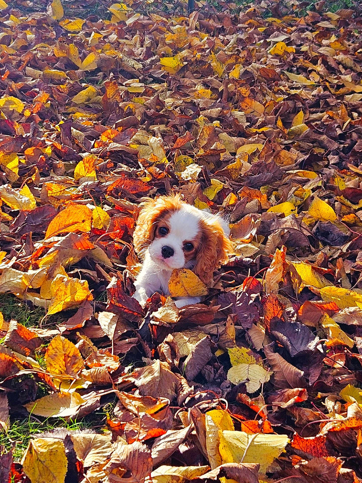 Aïdie a rejoint le concours — aidez-le/la à gagner de superbes lots ! animal, autumn, brown, colorful, curious, cute, dog, fall, grass, leaf_pile, leaves, nature, outdoor, pet, playful, puppy, seasonal, sunlight, white, young_dog
