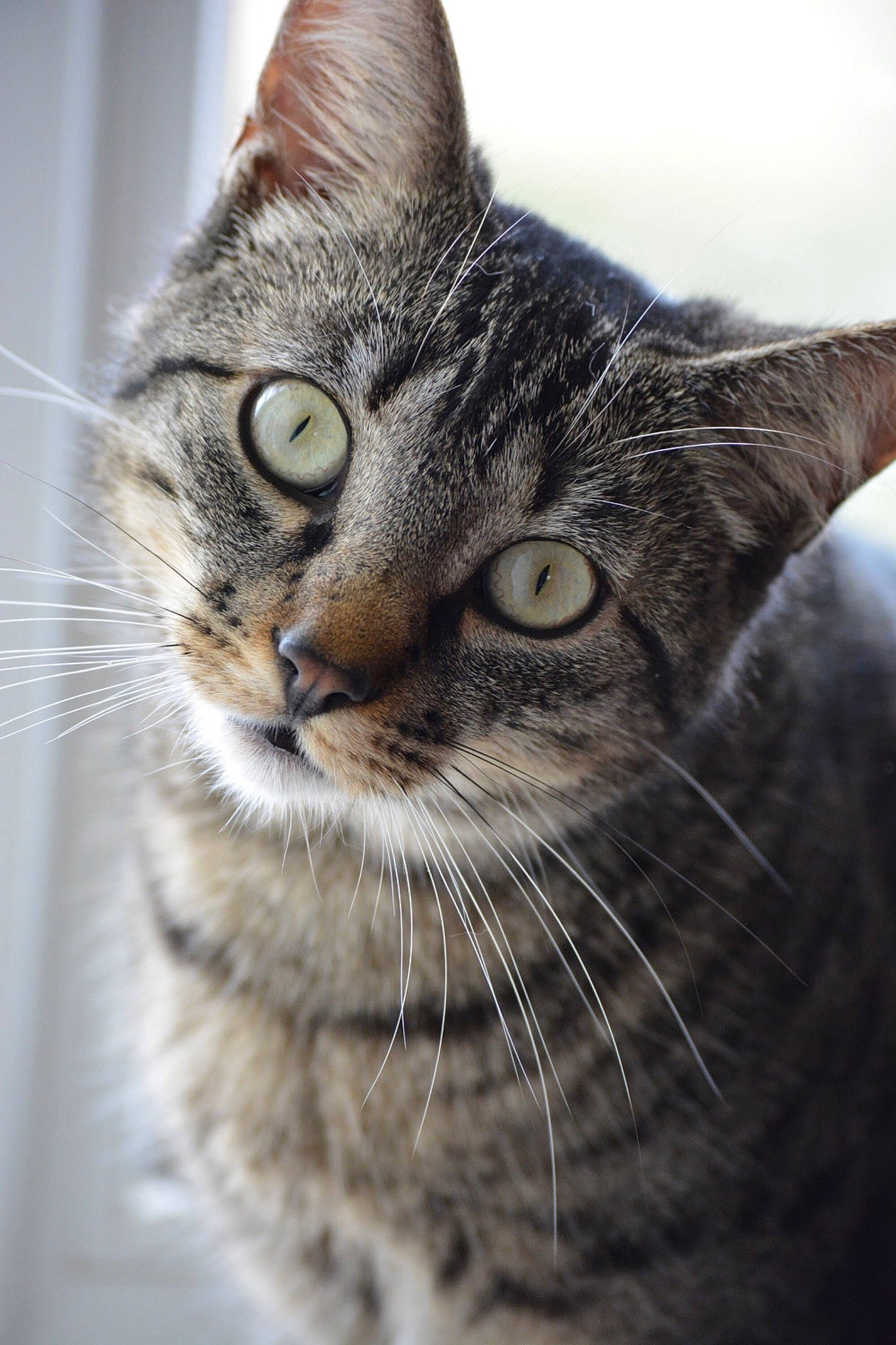 Petit Chat participe au concours pour gagner de l'argent avec cette photo : aegean_cat, american_shorthair, american_wirehair, asian, australian_mist, carnivore, cat, close_up, domestic_short_haired_cat, dragon_li, european_shorthair, eye, felidae, fur, kitten, mammal, small_to_medium_sized_cats, snout, tabby_cat, whiskers