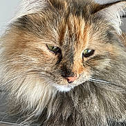 Tponch a rejoint le concours — aidez-le/la à gagner de superbes lots ! cat, fluffy, long_hair, green_eyes, close_up, pet, feline, whiskers, ears, nose, indoor, contemplative, majestic, animal, fur, portrait, cute, soft, resting, metal_surface