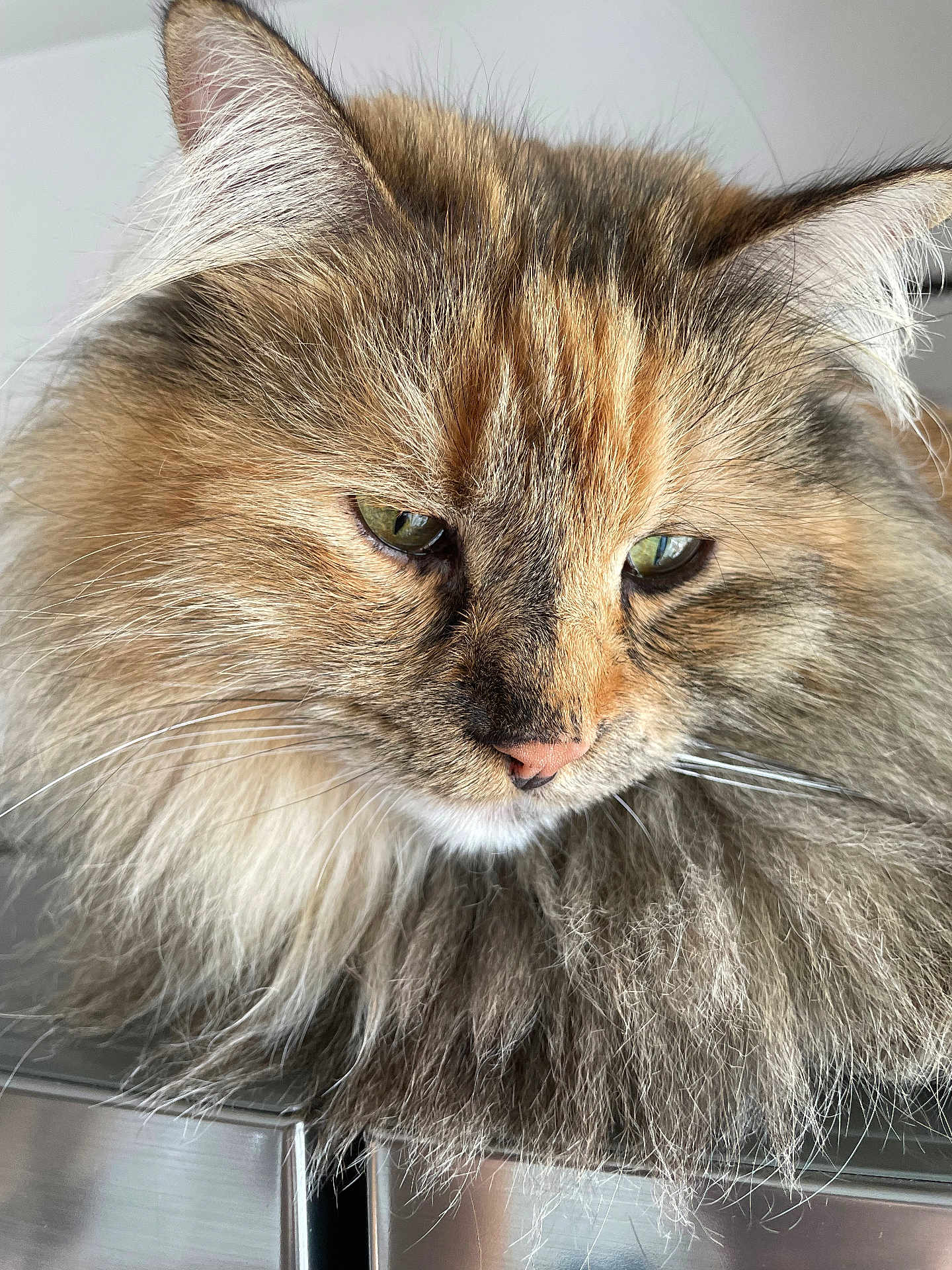 Tponch a rejoint le concours — aidez-le/la à gagner de superbes lots ! cat, fluffy, long_hair, green_eyes, close_up, pet, feline, whiskers, ears, nose, indoor, contemplative, majestic, animal, fur, portrait, cute, soft, resting, metal_surface
