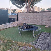 Loki a rejoint le concours — aidez-le/la à gagner de superbes lots ! dog, pet, animal, fluffy, long_hair, black_and_white, sitting, lying_down, outdoor, backyard, garden, trampoline, artificial_grass, brick_wall, tree, houses, suburban, wooden_deck, gravel, fence