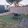 dog, pet, animal, fluffy, long_hair, black_and_white, sitting, lying_down, outdoor, backyard, garden, trampoline, artificial_grass, brick_wall, tree, houses, suburban, wooden_deck, gravel, fence