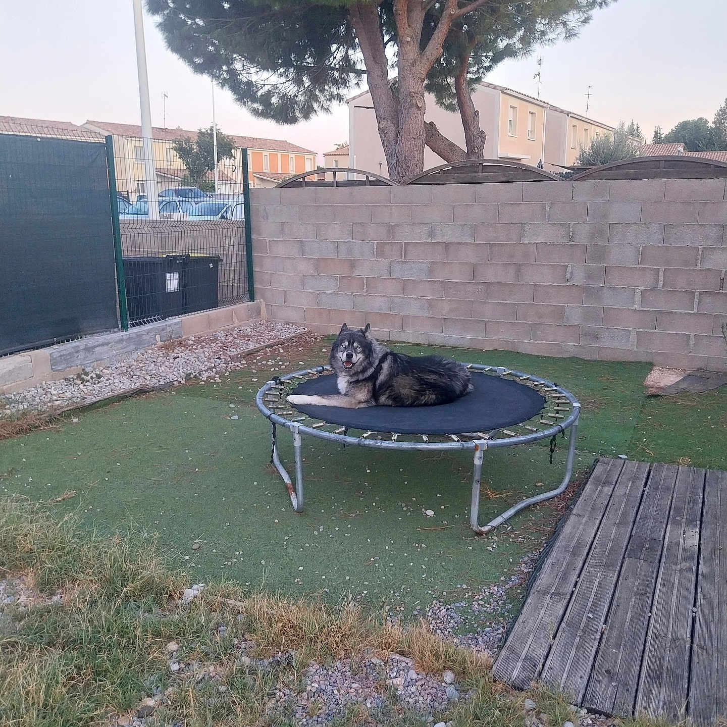 Loki a rejoint le concours — aidez-le/la à gagner de superbes lots ! dog, pet, animal, fluffy, long_hair, black_and_white, sitting, lying_down, outdoor, backyard, garden, trampoline, artificial_grass, brick_wall, tree, houses, suburban, wooden_deck, gravel, fence