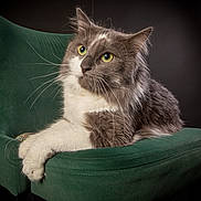 Beans joined the competition — help win amazing prizes! cat, gray_cat, white_cat, green_chair, furniture, pet, animal, indoor, portrait, fluffy, whiskers, relaxed, sitting, yellow_eyes, long_hair, cute, feline, domestic_cat, studio, closeup