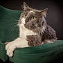 cat, gray_cat, white_cat, green_chair, furniture, pet, animal, indoor, portrait, fluffy, whiskers, relaxed, sitting, yellow_eyes, long_hair, cute, feline, domestic_cat, studio, closeup