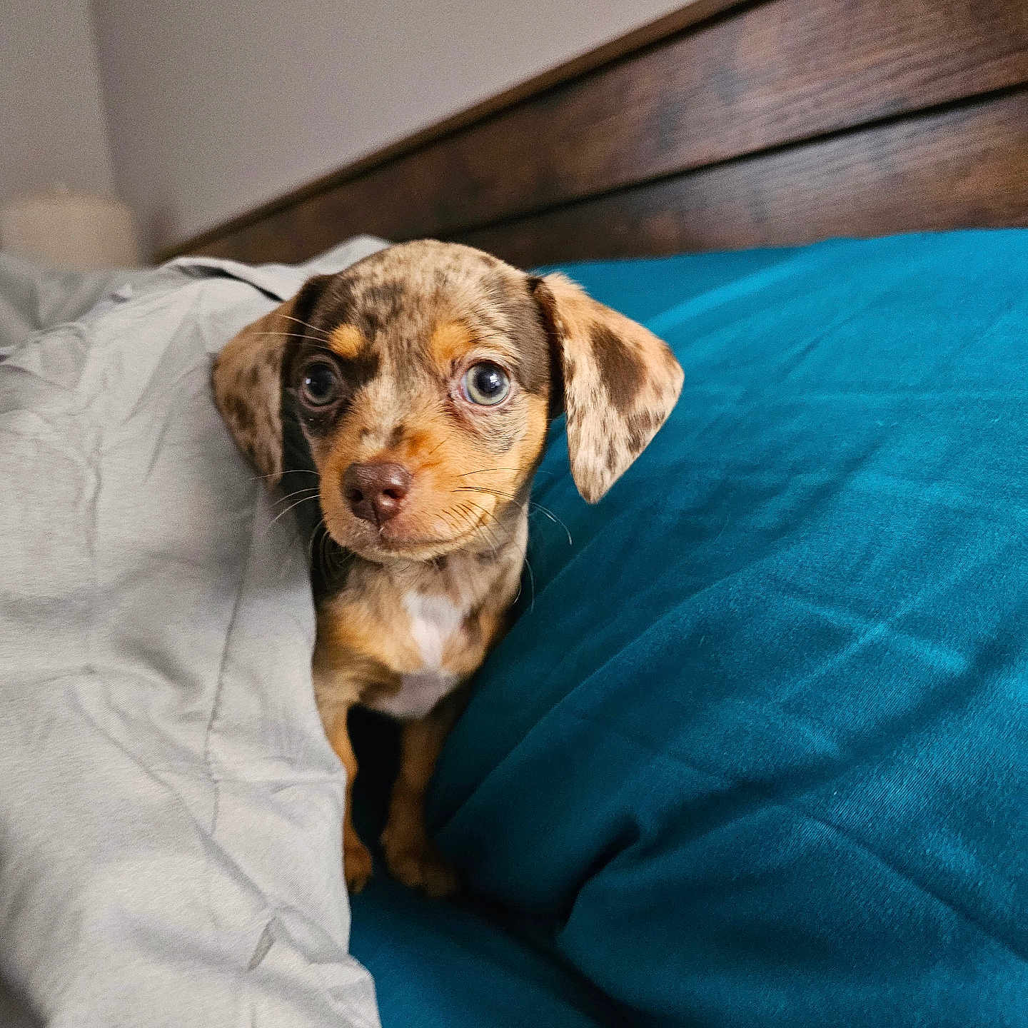 Luna Rae is registered to the contest to win money with this photo: puppy, dog, pet, animal, portrait, close_up, brown_fur, floppy_ears, blue_eyes, wide_eyed, bed, bedroom, blanket, bedsheet, wooden_headboard, indoor, cozy, cute, adorable, photography