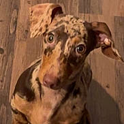 Winston is registered to the contest to win money with this photo: dog, puppy, dachshund, dappled, brown, curious, pet, animal, floor, wooden_floor, indoor, looking_up, ears, paws, cute, domestic_animal, canine, small_dog, pet_dog, adorable