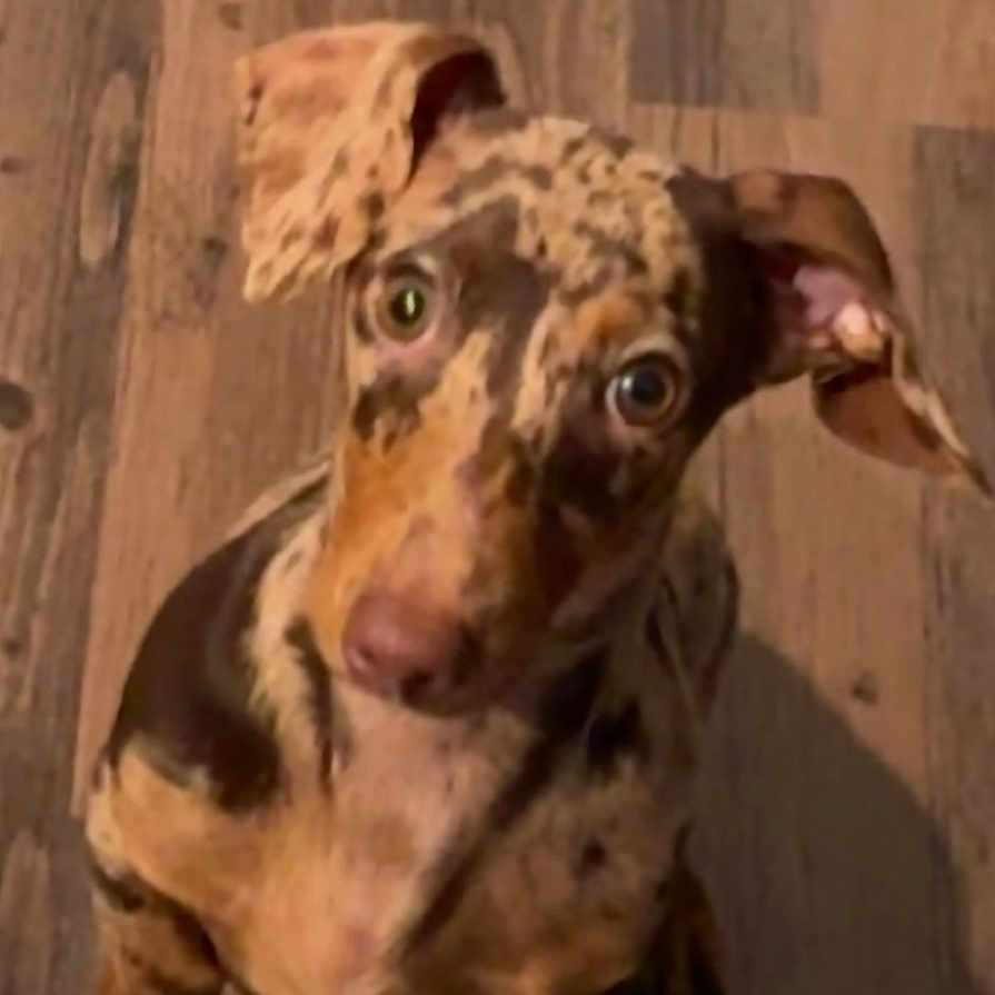 Winston
