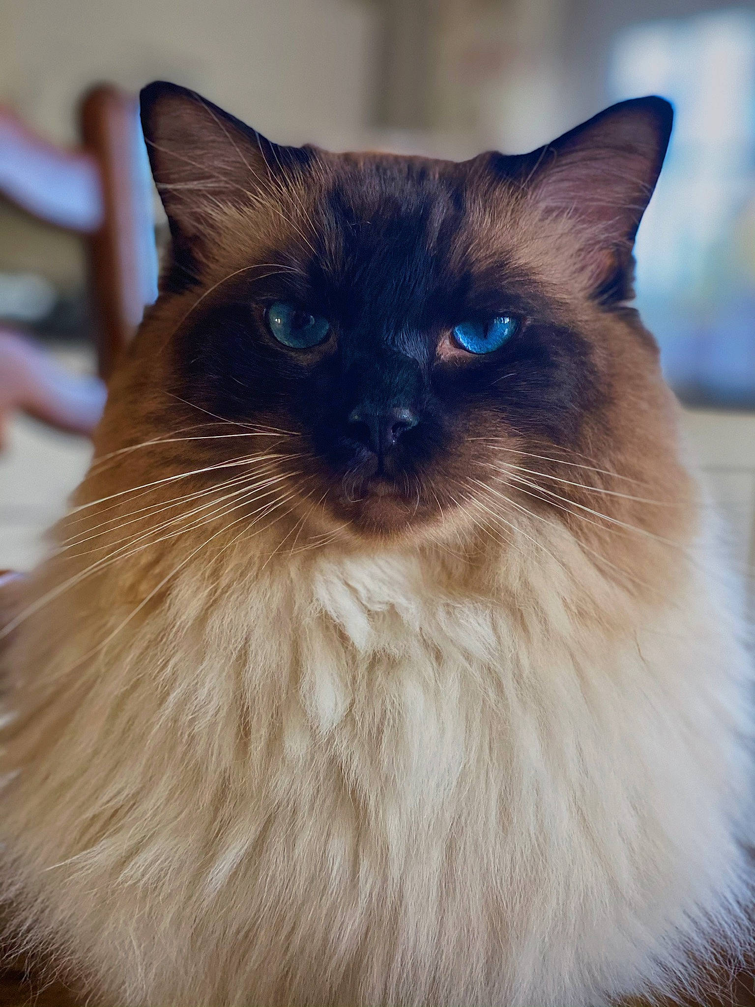 Oscar is registered to the contest to win money with this photo: balinese, birman, carnivore, cat, electric_blue, fawn, felidae, fur, iris, ragdoll, siamese, small_to_medium_sized_cats, snout, terrestrial_animal, thai, whiskers