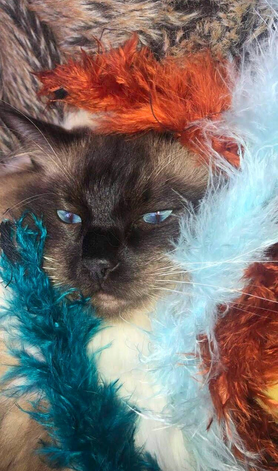 Oscar is registered to the contest to win money with this photo: art, azure, carnivore, cat, close_up, companion_dog, electric_blue, eye, fashion_accessory, fawn, felidae, fur, hair, head, iris, liver, small_to_medium_sized_cats, snout, tail, whiskers