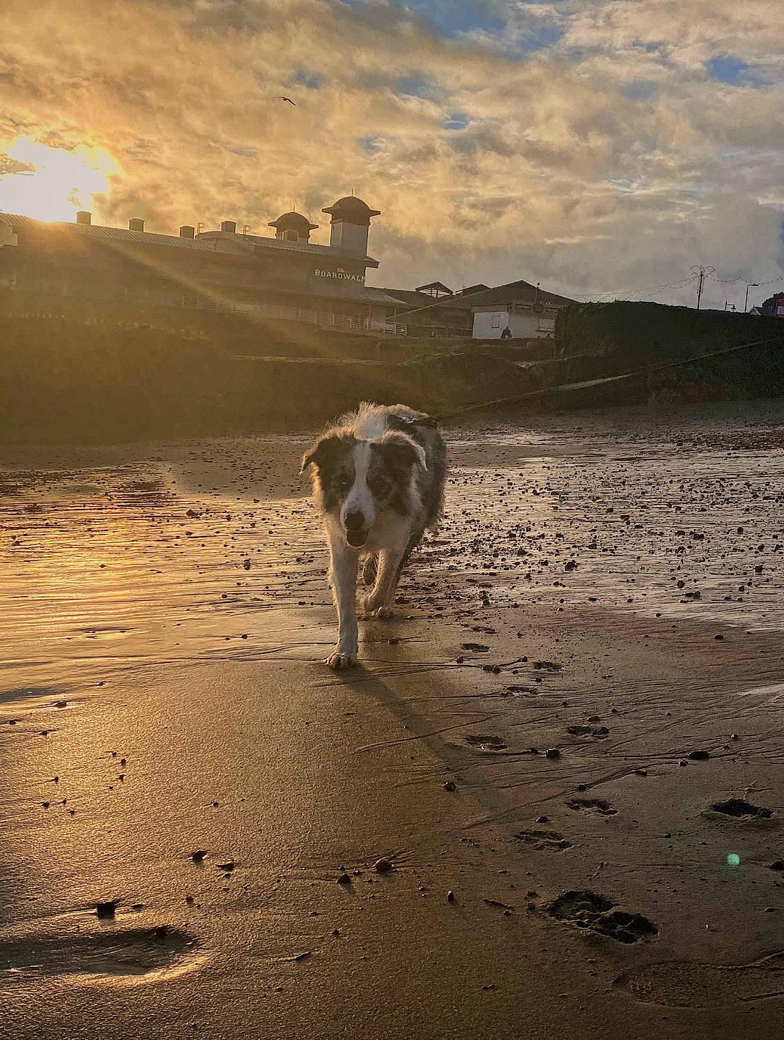 Leo joined the competition — help win amazing prizes! beach, body_of_water, calm, canidae, carnivore, cloud, companion_dog, dog, dog_breed, evening, horizon, landscape, sand, sky, sporting_group, sunlight, sunset, tints_and_shades, water, wind_wave