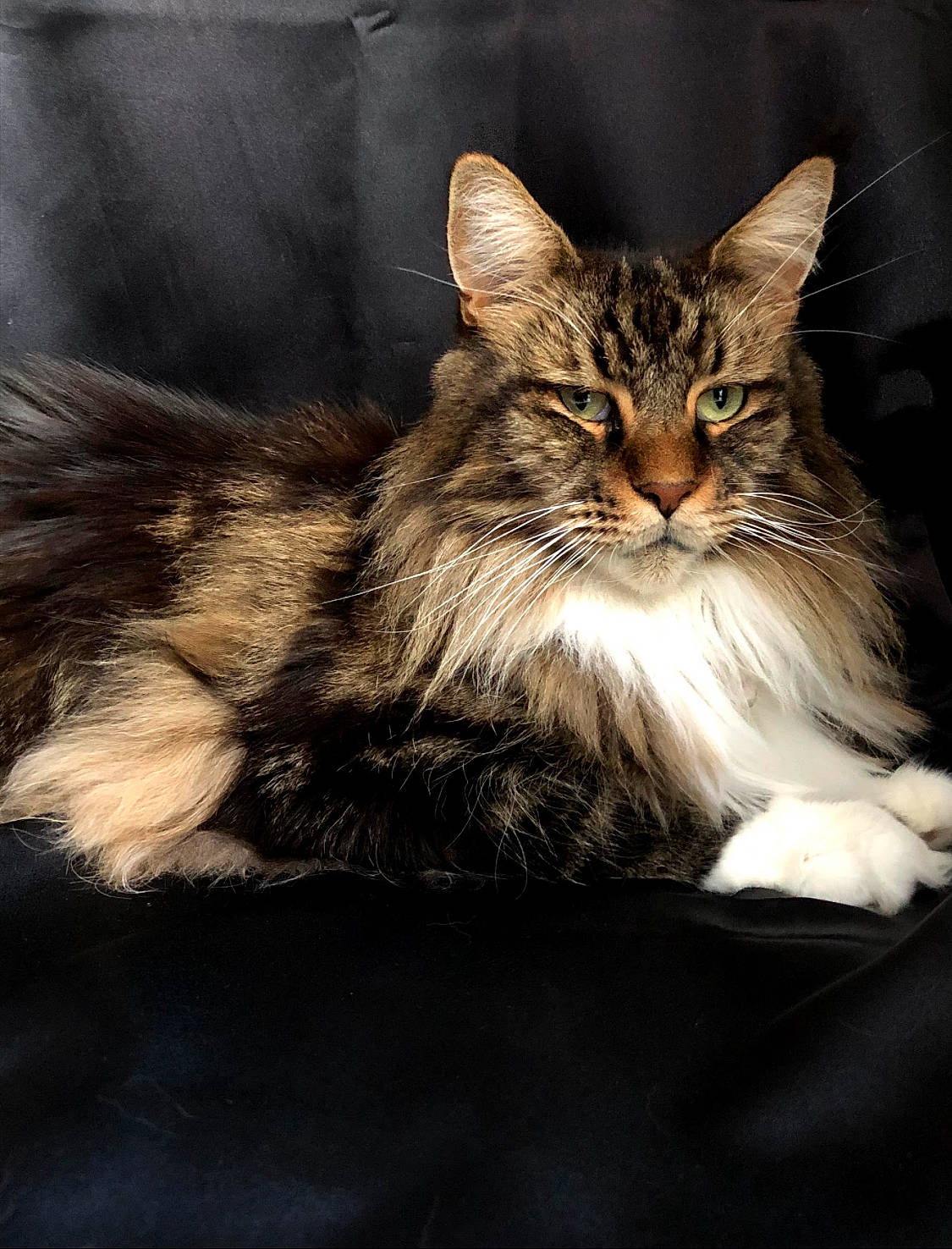 Aslan is registered to the contest to win money with this photo: carnivore, cat, claw, comfort, darkness, domestic_short_haired_cat, felidae, fur, maine_coon, paw, sitting, small_to_medium_sized_cats, snout, terrestrial_animal, tree, whiskers, wildlife