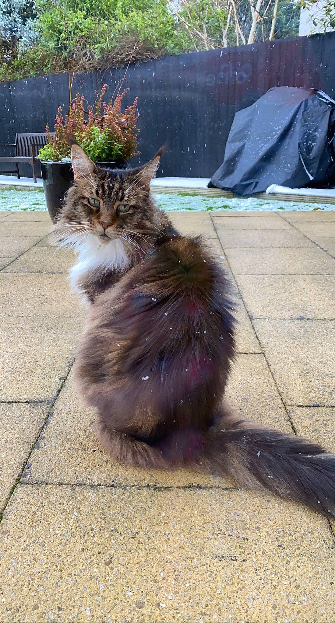 Aslan joined the competition — help win amazing prizes! asphalt, british_longhair, carnivore, cat, domestic_short_haired_cat, fawn, felidae, flowerpot, fur, grey, maine_coon, plant, road_surface, sidewalk, sitting, small_to_medium_sized_cats, snout, tail, terrestrial_animal, whiskers