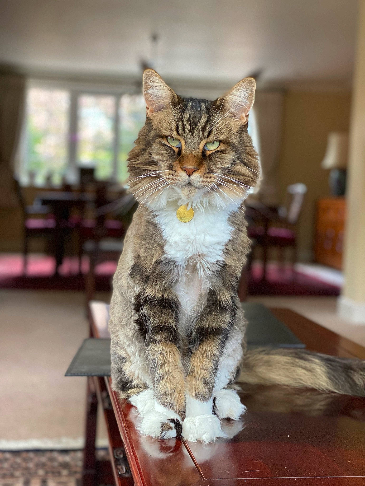 Aslan joined the competition — help win amazing prizes! carnivore, cat, chair, claw, domestic_short_haired_cat, felidae, flooring, fur, hardwood, paw, sitting, small_to_medium_sized_cats, snout, table, tail, terrestrial_animal, whiskers, wildlife, window, wood