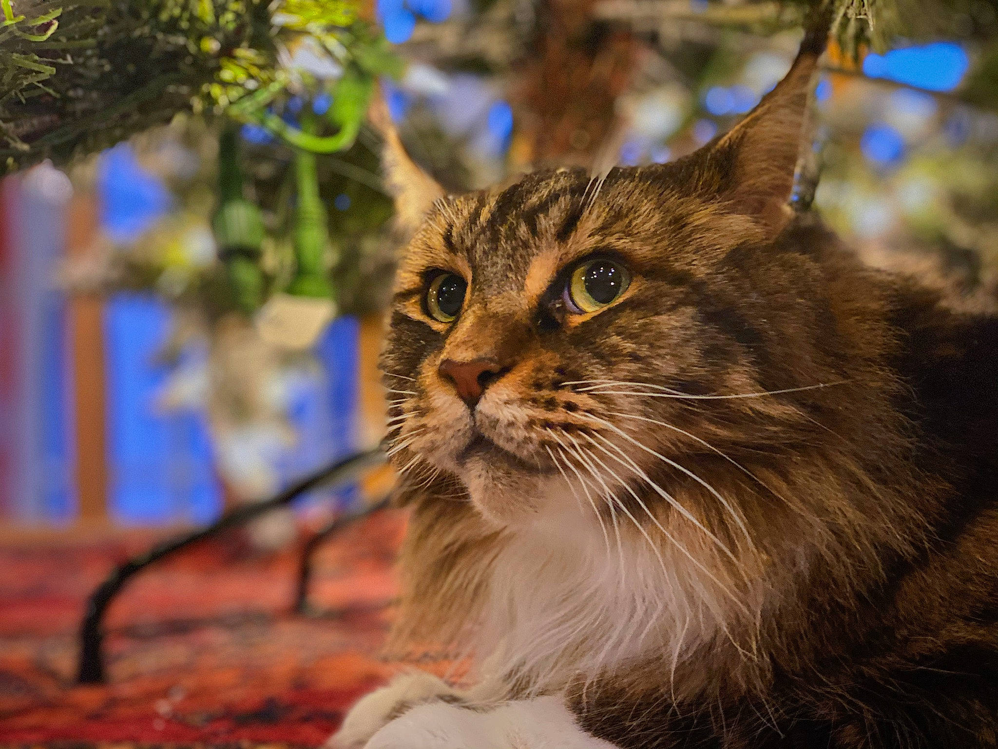 Aslan joined the competition — help win amazing prizes! carnivore, cat, domestic_short_haired_cat, felidae, fur, grass, plant, small_to_medium_sized_cats, snout, terrestrial_animal, tree, twig, whiskers, wildlife, wood