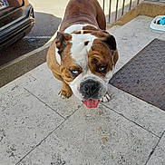 Samba participe au concours pour gagner de l'argent avec cette photo : animal, brown, bulldog, canine, car, close_up, companion, concrete, dog, fence, food_bowl, friendly, mismatched_eyes, outdoor, pavement, pet, sunlight, tongue_out, walking, white