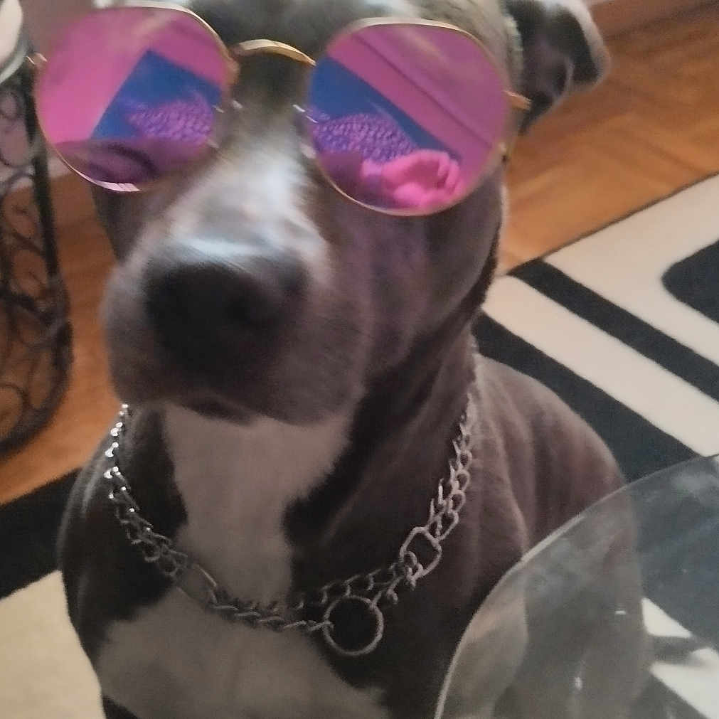 Ruby participe au concours pour gagner de l'argent avec cette photo : accessories, animal, boxer, bulldog, canine, cat, collar, dog, glasses, goggles, hound, husky, indoors, jewelry, necklace, pet, puppy, purple, strap, sunglasses