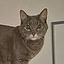 cat, gray_cat, whiskers, indoor, pet, animal, curious, feline, portrait, closeup, domestic_cat, soft_fur, eyes, face, head, ears, background, frame, wall, household