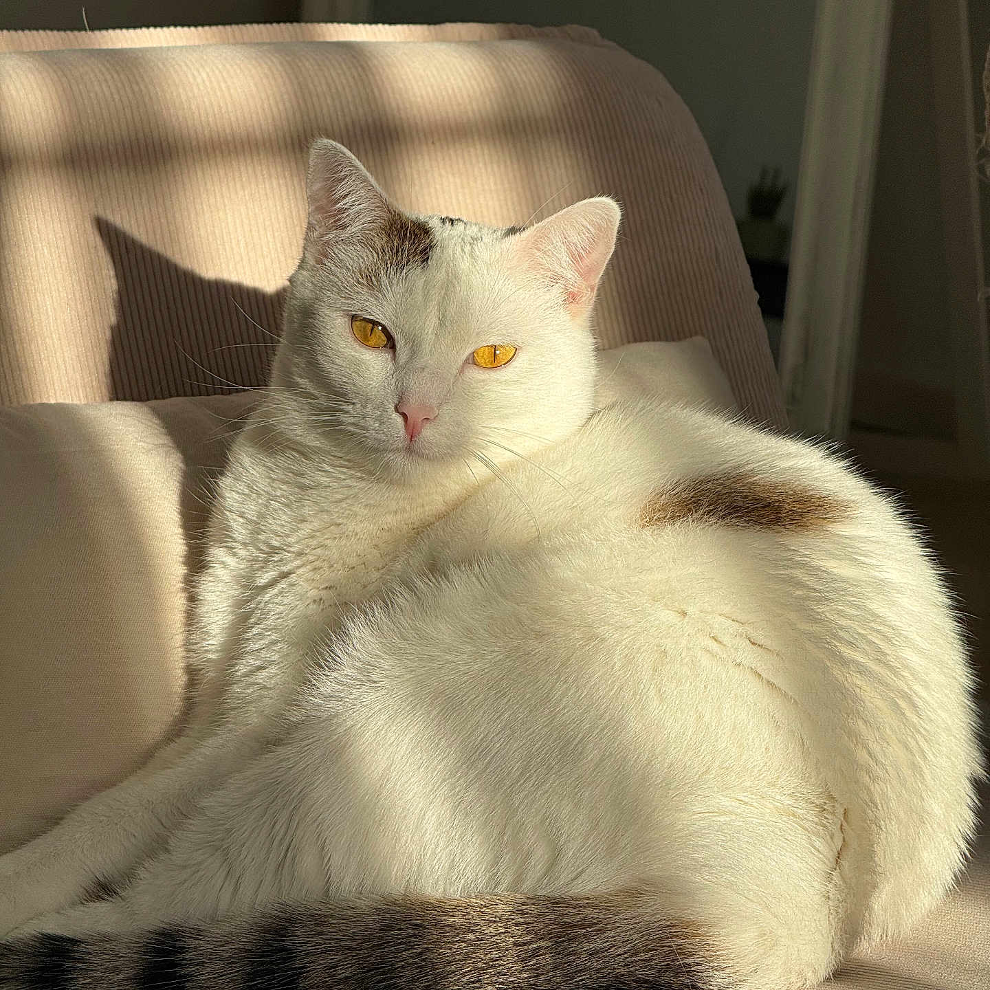 Uzum participe au concours pour gagner de l'argent avec cette photo : amber_eyes, animal, cat, chair, closeup, cozy, cute, domestic, feline, fur, indoor, lounge, pet, quiet, relaxed, resting, shadow, striped_tail, sunlight, white_cat