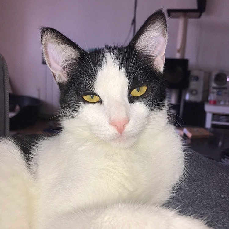 Marley a rejoint le concours — aidez-le/la à gagner de superbes lots ! animal, black_and_white, cat, close_up, cozy, cute, domestic_animal, ears, feline, fur, home, indoor, pet, pink_nose, portrait, relaxed, resting, soft_fur, whiskers, yellow_eyes