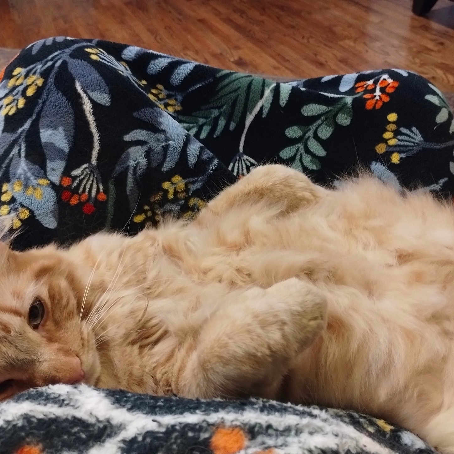 Tigger is registered to the contest to win money with this photo: animal, blanket, cat, close_up, coffee_cup, cozy, cute, domestic_cat, fluffy, fur, indoor, orange_tabby, patterned_blanket, pet, relaxed, resting, sleepy, snuggling, soft, wooden_floor