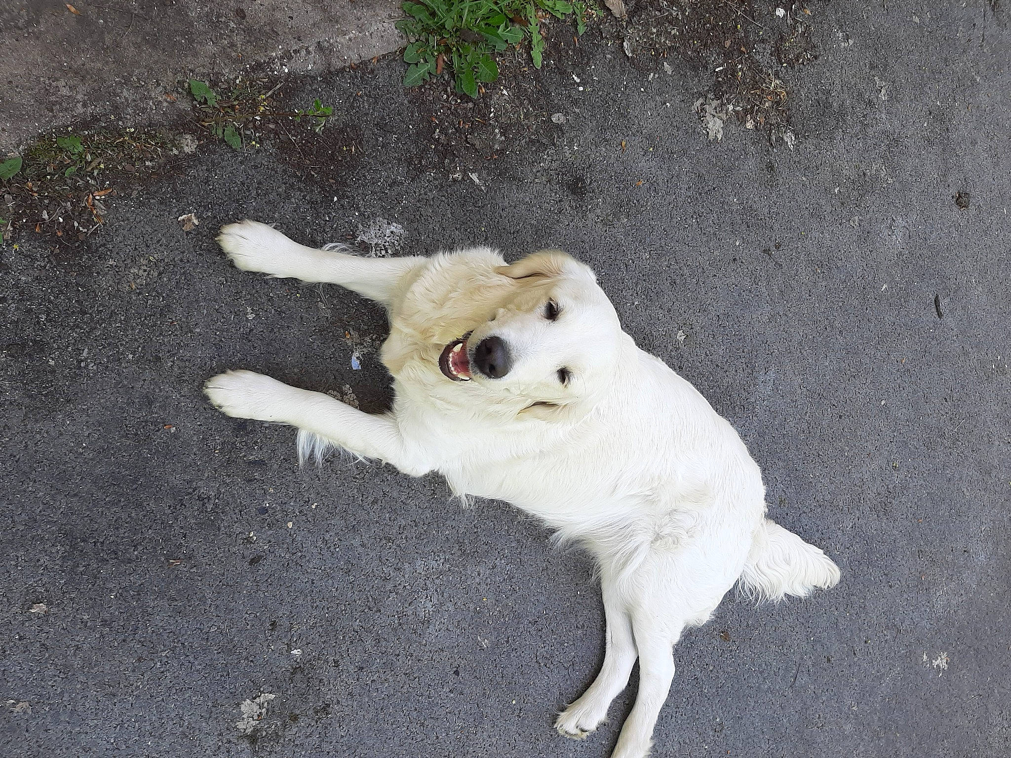 Phara a rejoint le concours — aidez-le/la à gagner de superbes lots ! canidae, carnivore, companion_dog, dog, dog_breed, fawn, golden_retriever, kintamani, labrador_retriever, mammal, pungsan_dog, puppy, retriever, sporting_group, street_dog, tail