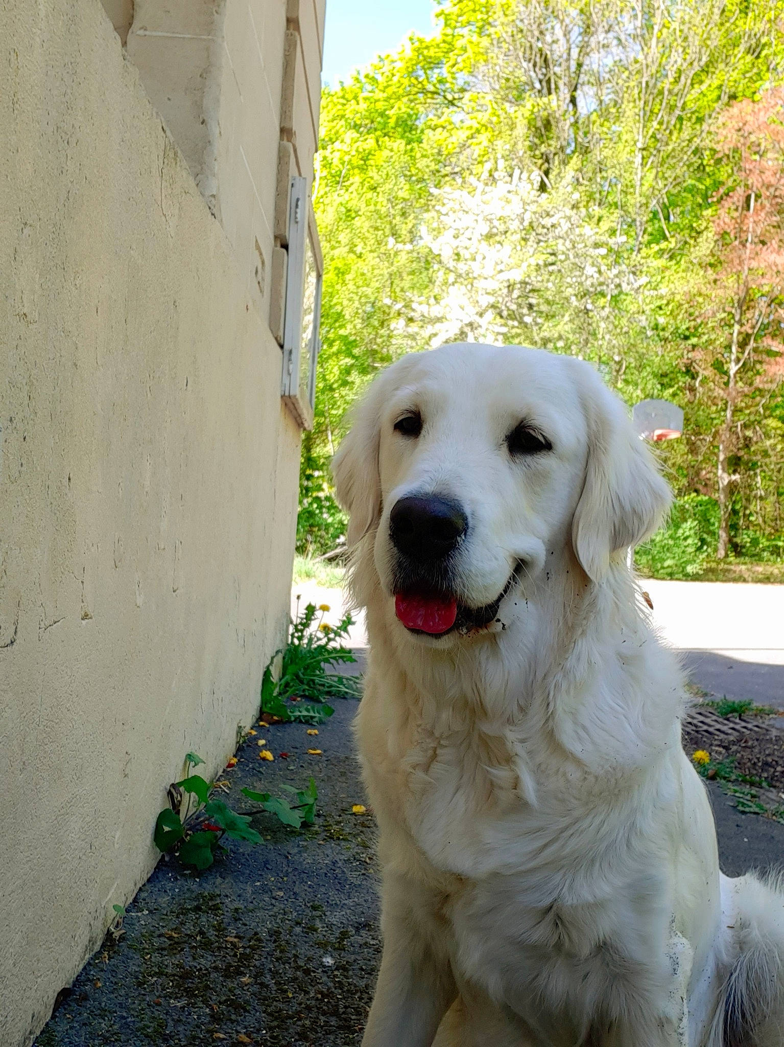 Phara participe au concours pour gagner de l'argent avec cette photo : akbash_dog, canidae, carnivore, companion_dog, dog, dog_breed, golden_retriever, great_pyrenees, kuvasz, livestock_guardian_dog, mammal, maremma_sheepdog, mucuchies, polish_tatra_sheepdog, retriever, slovak_cuvac, snout, sporting_group, vertebrate