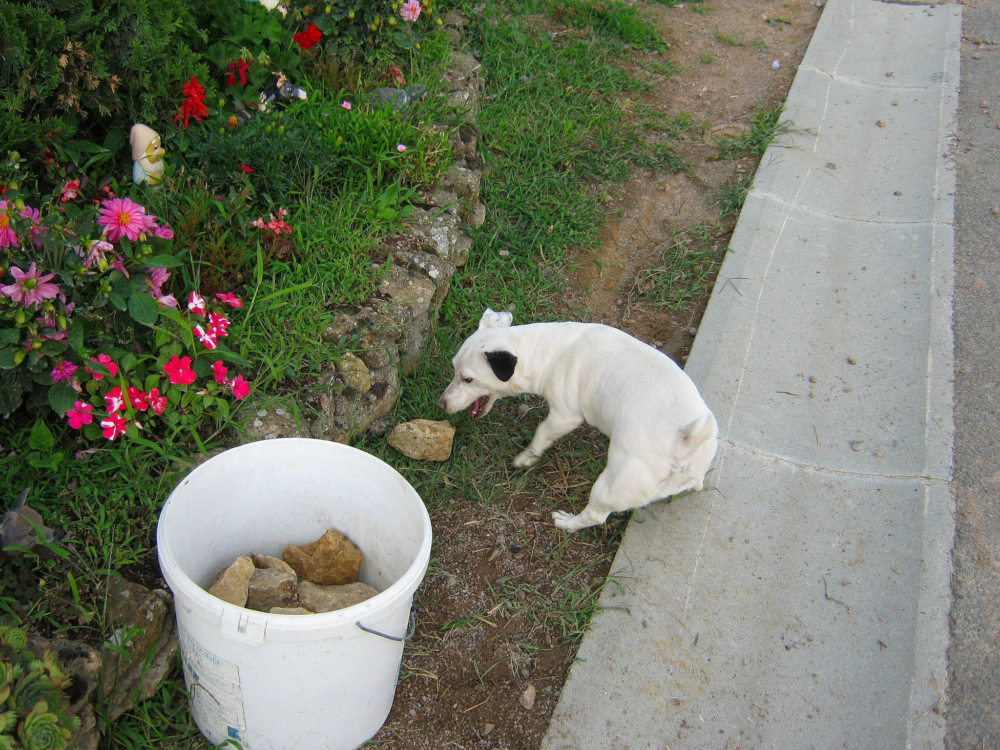 Emma a rejoint le concours — aidez-le/la à gagner de superbes lots ! annual_plant, asphalt, carnivore, cat, companion_dog, dog_breed, fawn, felidae, flower, grass, groundcover, lawn, petal, plant, road_surface, shrub, sidewalk, small_to_medium_sized_cats, snout, tail