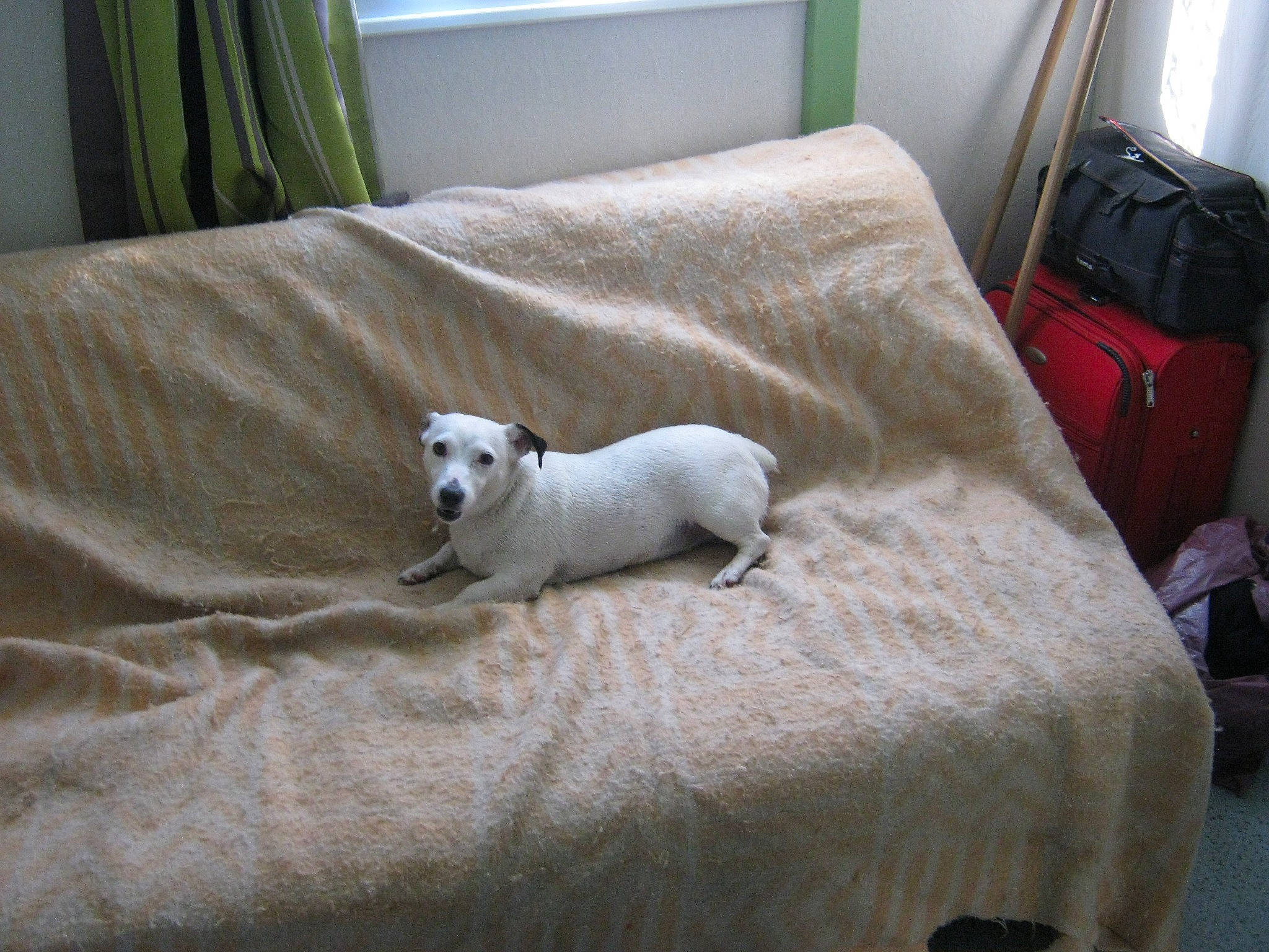 Emma participe au concours pour gagner de l'argent avec cette photo : bag, bull_terrier, carnivore, comfort, companion_dog, couch, dog, dog_breed, fawn, flooring, grey, linens, luggage_and_bags, room, snout, tail, toy, toy_dog, wood, working_animal