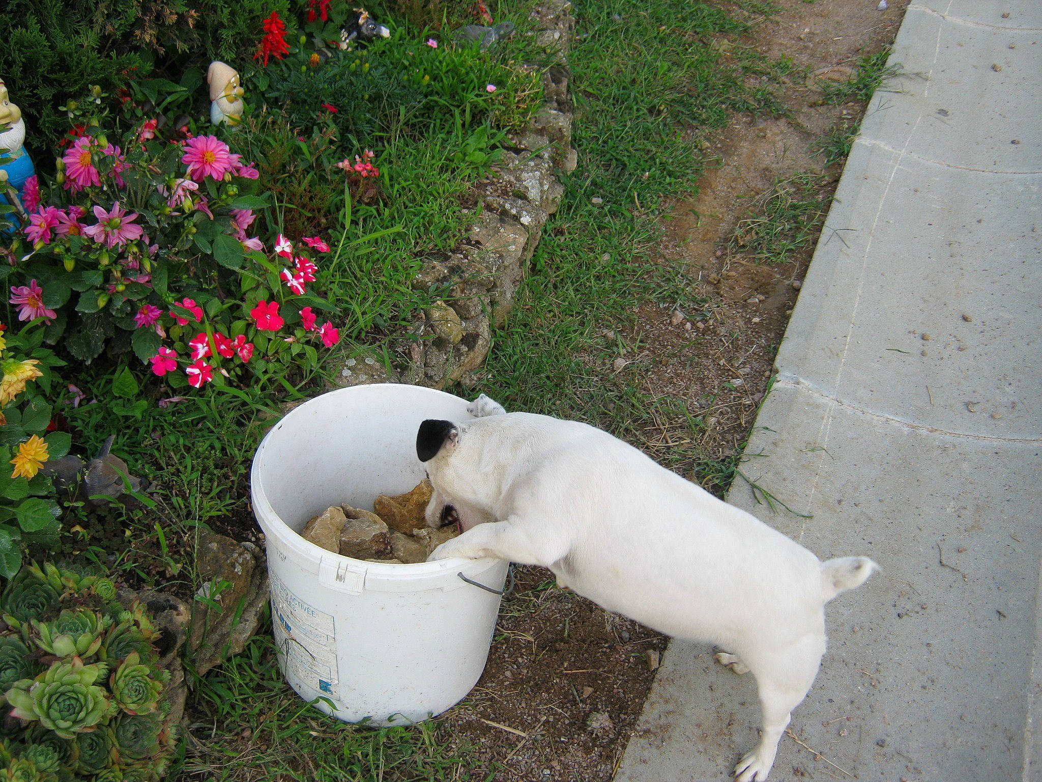 Emma a rejoint le concours — aidez-le/la à gagner de superbes lots ! annual_plant, carnivore, companion_dog, dog, dog_breed, fawn, felidae, flower, flowerpot, grass, groundcover, landscape, pet_supply, petal, plant, road_surface, shrub, sidewalk, tail, working_animal