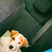 Billie a rejoint le concours — aidez-le/la à gagner de superbes lots ! puppy, dog, pet, car, vehicle, backseat, interior, seated, looking_at_camera, brown_and_white, short_hair, floppy_ears, black_nose, cute, adorable, portrait, close_up, travel, leather_seats, daylight