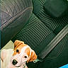 puppy, dog, pet, car, vehicle, backseat, interior, seated, looking_at_camera, brown_and_white, short_hair, floppy_ears, black_nose, cute, adorable, portrait, close_up, travel, leather_seats, daylight