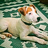 Billie participe au concours pour gagner de l'argent avec cette photo : dog, puppy, pet, animal, lying_down, white_dog, brown_patches, floppy_ears, collar, leash, rug, patterned_floor, indoor, portrait, close_up, relaxed, alert, brown_and_white, domestic_animal, photography