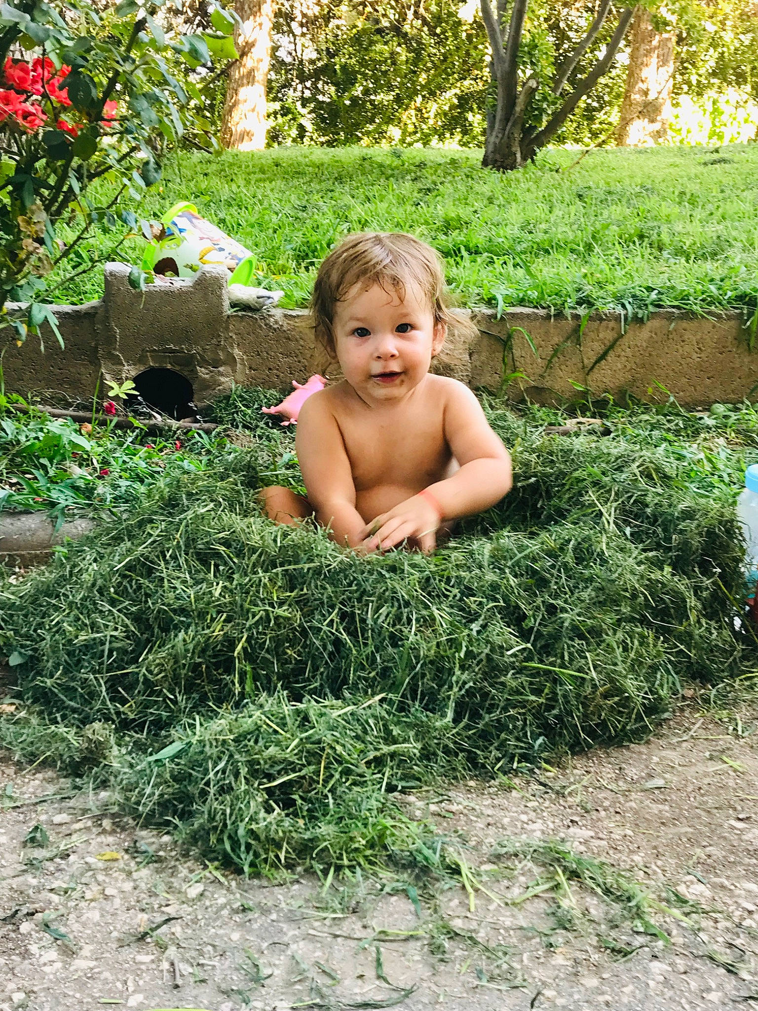 Louna participe au concours pour gagner de l'argent avec cette photo : backyard, botany, child, garden, grass, grass_family, groundcover, herb, person, plant, shrub, sitting, summer, toddler, vacation, yard