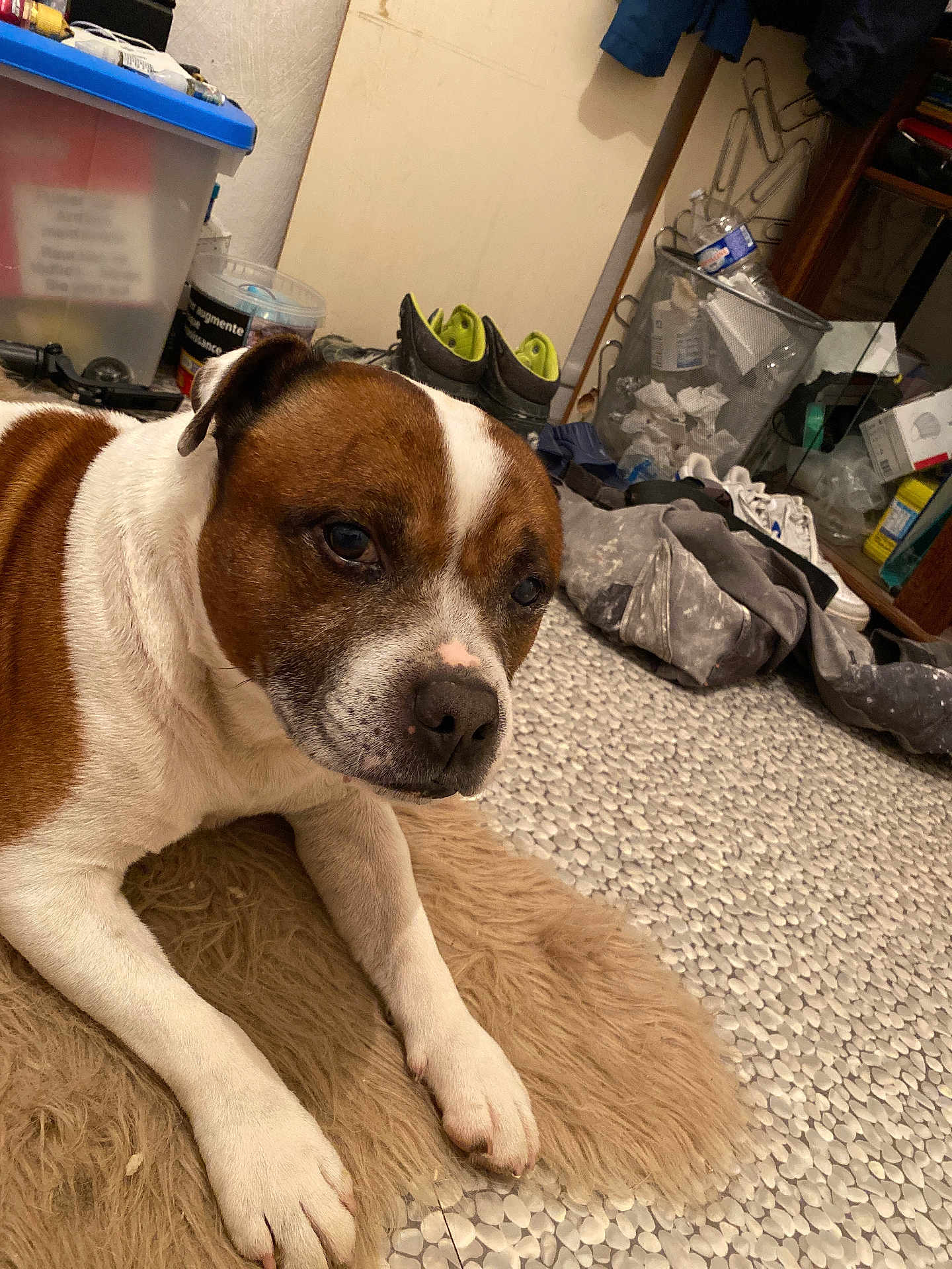 Narko participe au concours pour gagner de l'argent avec cette photo : dog, brown_and_white, laying, rug, floor, shoes, clothing, storage_bin, indoor, pet, mammal, fur, snout, ears, paws, tiled_floor, messy_room, container, plastic, casual