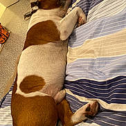 Narko participe au concours pour gagner de l'argent avec cette photo : dog, sleeping, bed, striped_bedspread, brown_fur, white_fur, paw, indoor, carpet, food_bowl, resting, pet, animal, cozy, relaxing, fur_pattern, domestic, side_view, quiet, sleep