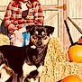 Tank is registered to the contest to win money with this photo: dog, person, hay_bale, pumpkin, autumn, plaid_shirt, ripped_jeans, outdoor, sunlight, treat, black_and_tan_dog, fence, wheelbarrow, fall, rustic, farm, animal, pet, casual_clothing, seasonal