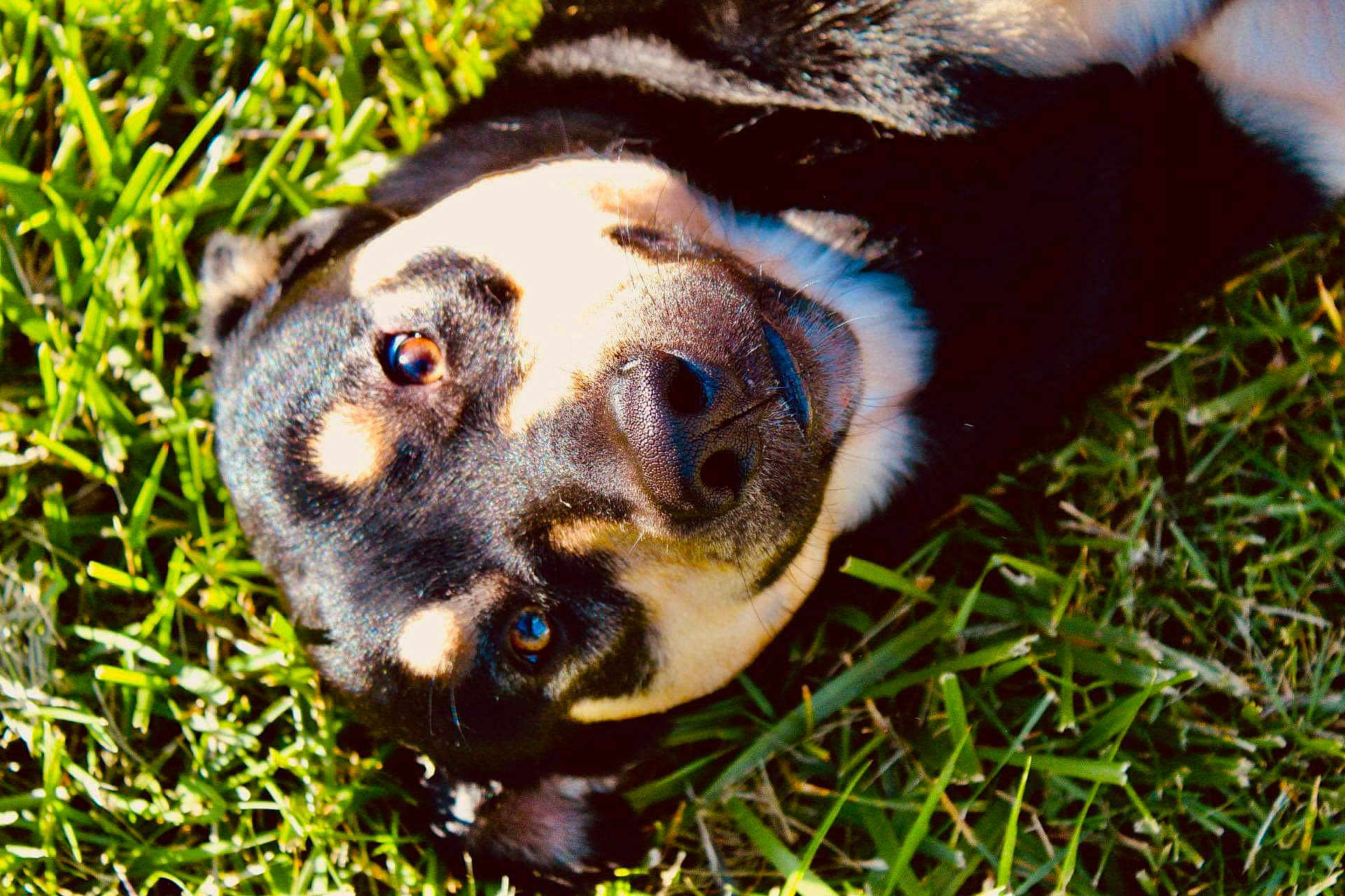 Tank is registered to the contest to win money with this photo: dog, grass, outdoor, pet, close_up, black_and_tan, canine, animal, nature, fur, nose, ears, laying_down, face, portrait, sunlight, daytime, eyes, friendly, playful