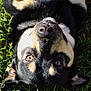 Tank joined the competition — help win amazing prizes! dog, grass, close_up, black_fur, brown_fur, nose, eyes, pet, animal, outdoor, lying_down, nature, sunlight, fur, head, ears, portrait, canine, playful, curious
