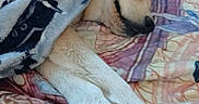 Frieya is registered to the contest to win money with this photo: animal, bed, blanket, canine, comfort, cozy, cute, dog, fur, home, indoor, nap, paws, peaceful, pet, relaxation, rest, sleeping, snuggled, soft