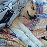 animal, bed, blanket, canine, comfort, cozy, cute, dog, fur, home, indoor, nap, paws, peaceful, pet, relaxation, rest, sleeping, snuggled, soft