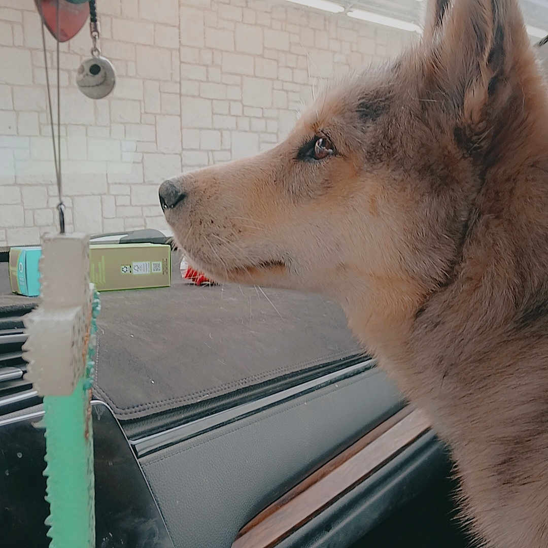Frieya is registered to the contest to win money with this photo: dog, side_profile, car_interior, dashboard, air_freshener, window, stone_wall, seat, ear, fur, closeup, pet, animal, vehicle, reflection, calm, daylight, looking_out, indoors, transport